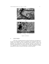 Phase Transformation of Rust in the Presence of Various Tannins