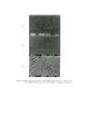 MORPHOLOGY STUDIES OF POROUS GaP SYNTHESIZED BY LASER INDUCED ETCHING