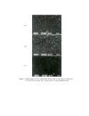 MORPHOLOGY STUDIES OF POROUS GaP SYNTHESIZED BY LASER INDUCED ETCHING