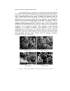 Influence of the Silica to Surfactant Ratio and the pH of Synthesis on the Characteristics of Mesoporous SBA 15