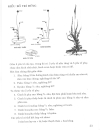 Nghệ thuật cắm hoa Nhật Bản IKEBANA tập 3