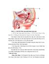 Đánh giá kết quả cắt nối đại trực tràng thấp và đại tràng ống hậu môn trong ung thư trực tràng 1 3 giữa và 1 3 dưới