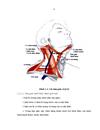 Nghiên cứu hình thái lâm sàng và chẩn đoán hình ảnh của áp xe vùng cổ