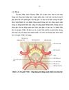 Trình bày những hiểu biết về giải phẫu và sinh lý tưới máu não