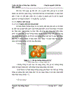 Thử nghiệm chuyển gen GFP trên gà Gallus gallus domesticus sử dụng vector pT2 BH CVpf SB11 bằng phương pháp chuyển gen qua tinh trùng và vi tiêm vào phôi gà 0 giờ ấp