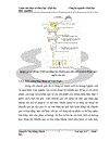 Thử nghiệm chuyển gen GFP trên gà Gallus gallus domesticus sử dụng vector pT2 BH CVpf SB11 bằng phương pháp chuyển gen qua tinh trùng và vi tiêm vào phôi gà 0 giờ ấp