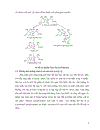 Tiểu luận chất điều hòa sinh trưởng thực vật
