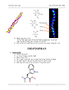 Tổng quan về các acid amin mạch vòng