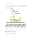 Thử nghiệm chuyển gen GFP trên gà Gallus gallus domesticus sử dụng vector pT2 BH CVpf SB11 bằng phương pháp chuyển gen qua tinh trùng và vi tiêm vào phôi gà 0 giờ ấp