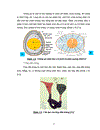 Thử nghiệm chuyển gen GFP trên gà Gallus gallus domesticus sử dụng vector pT2 BH CVpf SB11 bằng phương pháp chuyển gen qua tinh trùng và vi tiêm vào phôi gà 0 giờ ấp