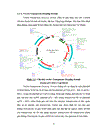 Thử nghiệm chuyển gen GFP trên gà Gallus gallus domesticus sử dụng vector pT2 BH CVpf SB11 bằng phương pháp chuyển gen qua tinh trùng và vi tiêm vào phôi gà 0 giờ ấp