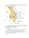 Đánh giá tác dụng điều trị hỗ trợ của cồn thuốc đắp Boneal Cốt Thống Linh kết hợp với bài thuốc Độc hoạt ký sinh thang trên bệnh nhân thoái hóa khớp gối