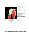 Đánh giá hiệu quả của phương pháp tiêm corticoid dưới hướng dẫn của siêu âm trong điều trị viêm quanh khớp vai