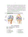 Đánh giá kết quả điều trị phẫu thuật gẫy kín trên lồi cầu và liên lồi cầu xương đùi người lớn tại bệnh viện hữu nghị Việt Đức