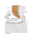 Nghiên cứu một số đặc điểm lâm sàng và hình ảnh học của hội chứng hẹp ống sống thắt lưng cùng