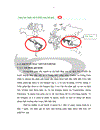 Đặc điểm dịch tễ học bệnh Sốt Dengue/sốt xuất huyết Dengue tại huyện Hương Khê, tỉnh Hà Tĩnh năm 2010