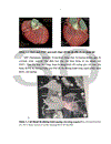 Xác định khả năng hiện ảnh các đoạn các nhánh của ĐMV trên hình ảnh chụp CLVT 64 lớp