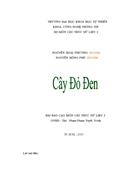 Cây đỏ đen 1