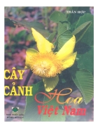 Cây cảnh hoa ở Việt Nam