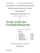 Báo cáo sinh lý thực vật Cấu trúc và chức năng Mô phân sinh ngọn chồi