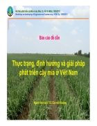 Thực trạng định hướng và giải pháp phát triển cây mía ở Việt Nam