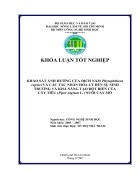 Khảo sát ảnh hưởng của dịch nấm Phytophthora capsici và các tác nhân hóa lý dến sự sinh trưởng và khả năng tạo đột biến của cây tiêu Piper nigrum L nuôi cấy mô