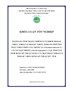 Đánh giá tình trang nhiễm cucumber mosaic virus tobacco mosaic virus tomato stotted will virus trên cây thuốc lá nicotiana tabacuml và cây đậu phộng arachis hypogaeal tại tỉnh Tây Ninh và chẩn đ