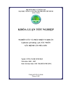 Nghiên cứu và phát hiện vi khuẩn Leifsonia xyli subsp xyli tác nhân gây bệnh cằn mía gốc