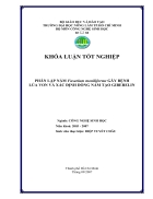 Phân lập nấm Fusarium moniliforme gây bệnh lúa von và xác định dòng nấm tạo giberelin