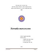 Serratia mercescens
