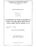 Tạo protein vỏ vp28 tái tổ hợp của vi rút gây hại hội chứng đốm trắng wssv trên tôm sú trong E coli