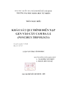 Khảo sát qui trình biến nạp gen vào cây cam ba lá poncirus trifoliata