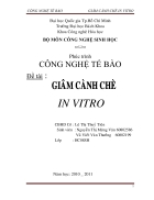 Giâm cành chè in vitro