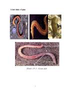 Ki thuat nuoi giun đất