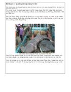 Huế bắt được cá lạ nặng 1 5 tấn