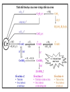 Sơ đồ tóm tắt TCHH Crom