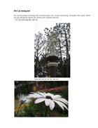 Đà lạt mộng mơ