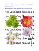 Hoa Cúc và các loại