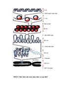 Các mức cấu trúc siêu hiển vi của NST