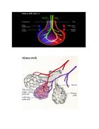 Hinh ảnh về Hô Hấp