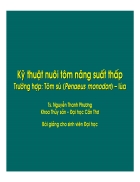 Kỹ thuật nuôi tôm năng suất thấp