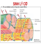 Sinh lý cơ song ngữ việt anh
