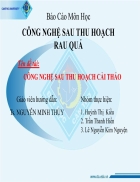 Công nghệ sau thu hoạch cải thảo