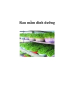 Rau mầm dinh dưỡng