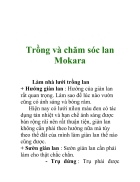 Trồng và chăm sóc lan Mokara