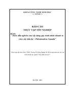 Bước đầu nghiên cứu xây dựng quy trình nhân nhanh in vitro cây trầu bà Philodendron Xanadu