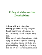 Trồng và chăm sóc lan Dendrobium