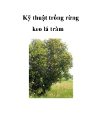 Kỹ thuật trồng rừng keo lá tràm