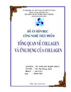 Tổng quan về Collagen và ứng dụng của Collagen