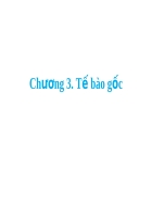 Tế bào gốc Sự hình thành phôi người